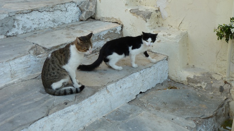 Syros cat 6.JPG